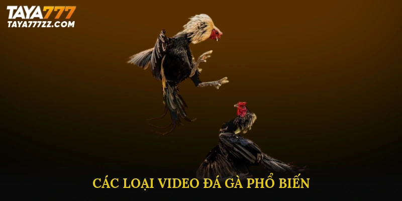 Các loại Video đá gà phổ biến