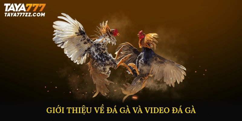 Giới thiệu về đá gà và Video đá gà