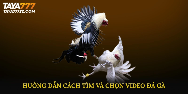Hướng dẫn cách tìm và chọn Video đá gà chất lượng